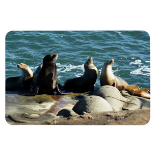 San Diego Sea Lejon Magnet