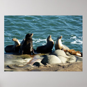 San Diego Sea Lejon Poster