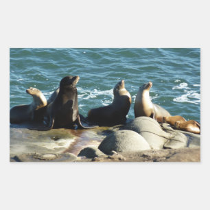San Diego Sea Lejon Rektangulärt Klistermärke