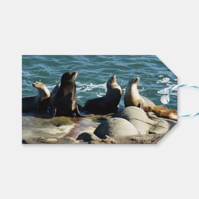 San Diego Sjölejon Presentetikett (Framsidan (Horisontell))