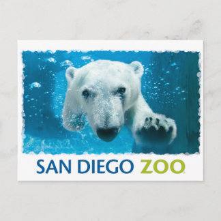 San Diego Zoo Polar Bear Vykort