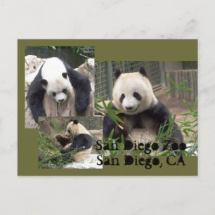 San Diego Zoo vycard Vykort