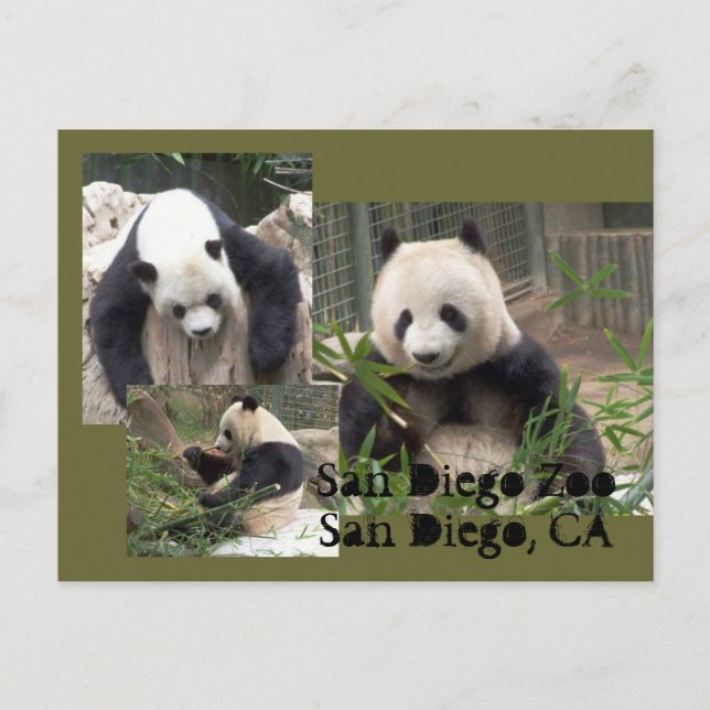 San Diego Zoo vycard Vykort (Framsida)