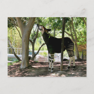 San Diego Zoo Vykort