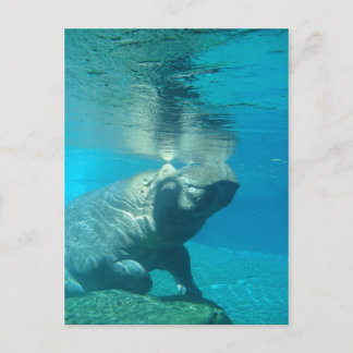 San Diego Zoo Vykort