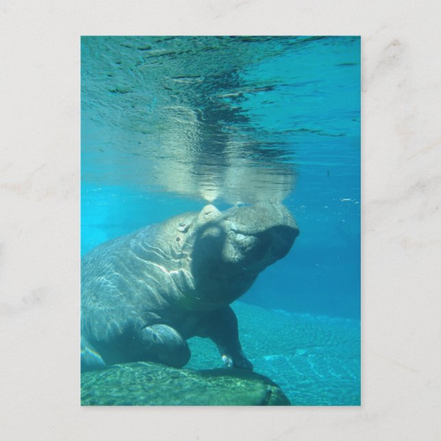 San Diego Zoo Vykort (Framsida)