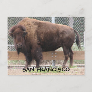 San Francisco Bison-vykort! Vykort