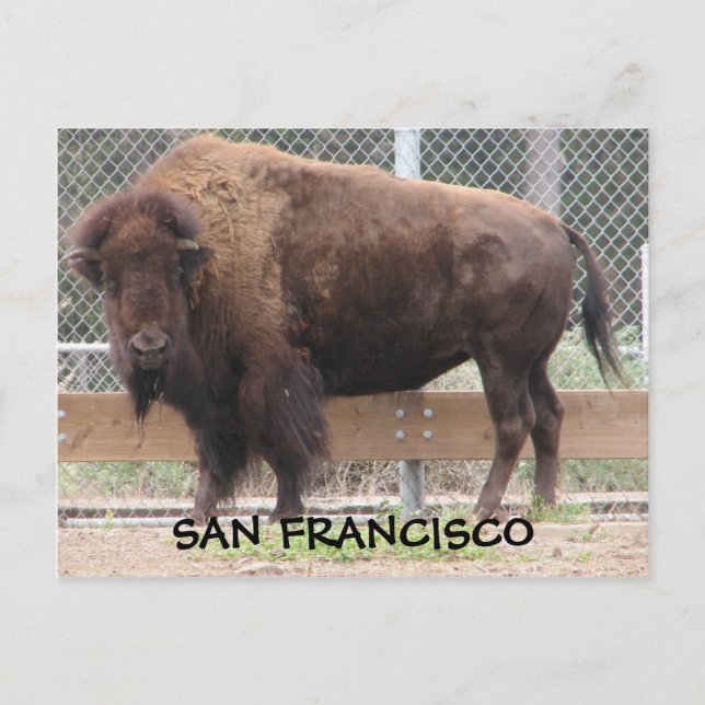 San Francisco Bison-vykort! Vykort (Framsida)