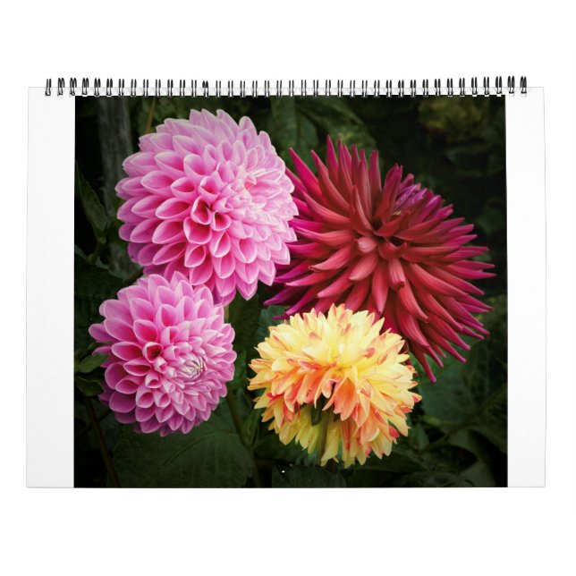 San Francisco Dahlias 2022 Kalender (Baksida)