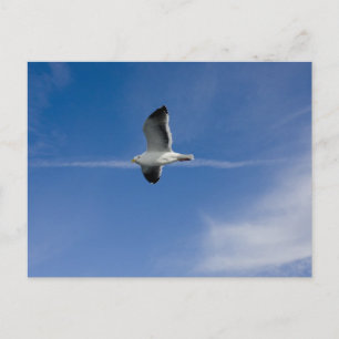 San Francisco Gull Vykort