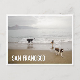 San Francisco Hundar på Strand Postkort Vykort