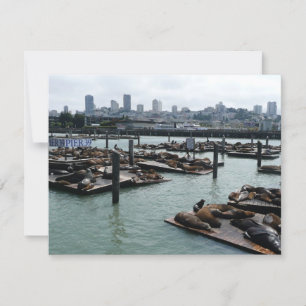 San Francisco och Pier 39 Sea Lejon City Skyline