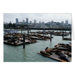 San Francisco och Pier 39 Sea Lejon City Skyline Hälsningskort