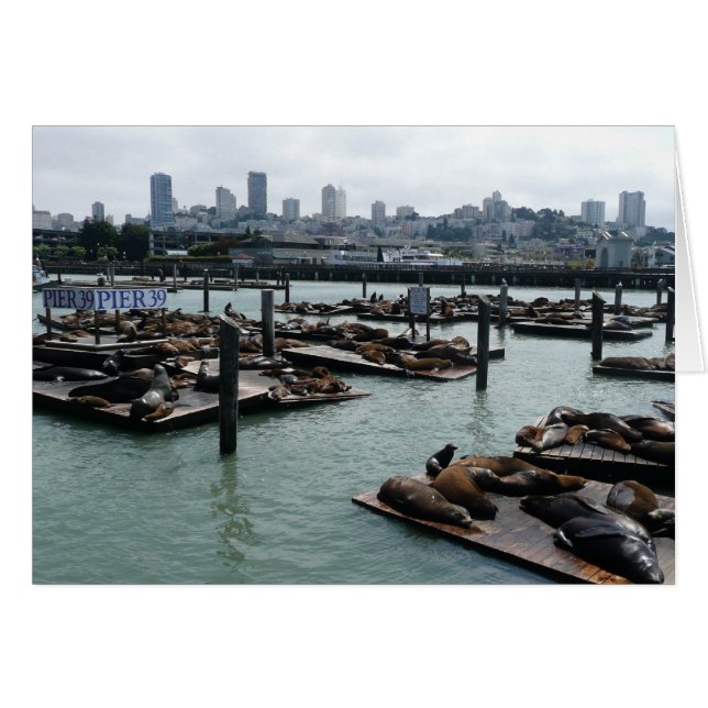 San Francisco och Pier 39 Sea Lejon City Skyline Hälsningskort (Framsidan Horizontal)