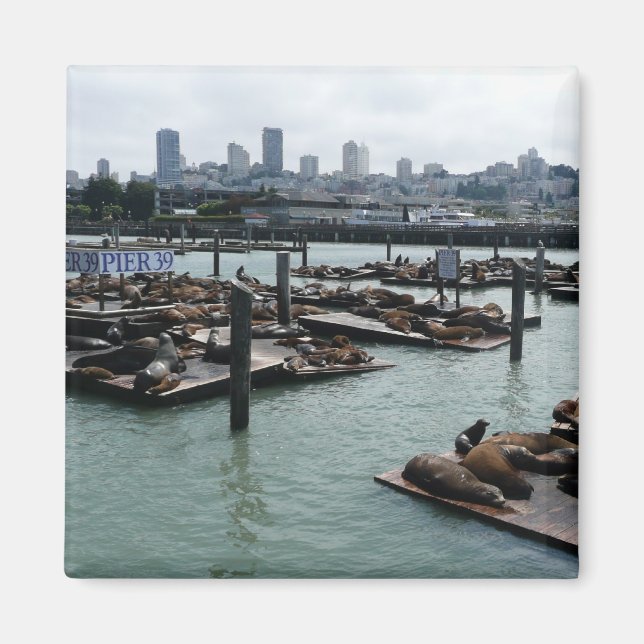 San Francisco och Pier 39 Sea Lejon City Skyline Magnet (Framsidan)