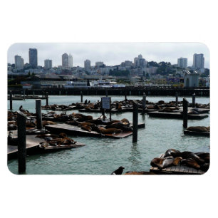 San Francisco och Pier 39 Sea Lejon City Skyline Magnet