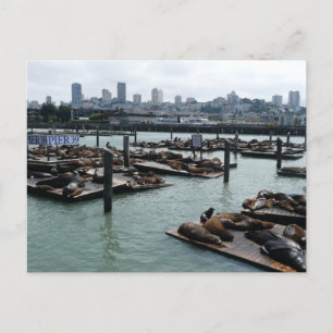 San Francisco och Pier 39 Sea Lejon City Skyline Vykort