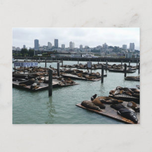 San Francisco och Pier 39 Sea Lejon City Skyline Vykort