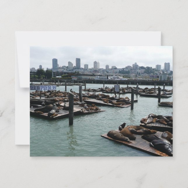 San Francisco och Pier 39 Sjölejon Stadssilhuett (Framsida)