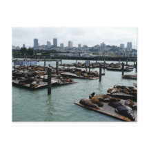 San Francisco och Pier 39 Sjölejon Stadssilhuett