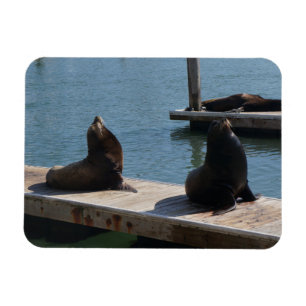 San Francisco Pier 39 Sea Lejon #3 Magnet