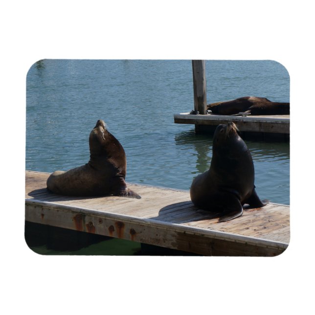 San Francisco Pier 39 Sea Lejon #3 Magnet (Horisontell)
