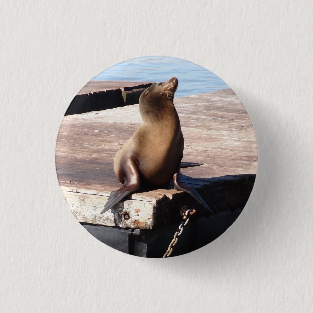 San Francisco Pier 39 Sea Lejon Pinback Button Knapp (Framsida)