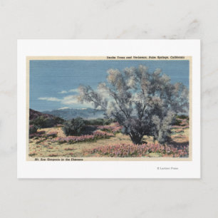 San Gorgonio View, Smoke Träd Vykort