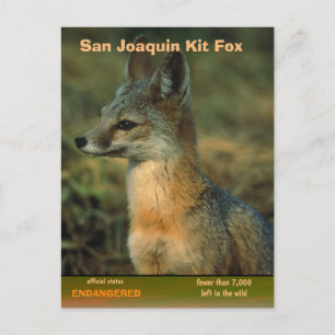 San Joaquin Kit Fox är hotad - Helg Vykort