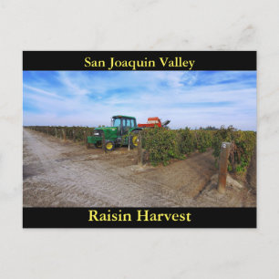San Joaquin Valley Raisin Harvest Vykort