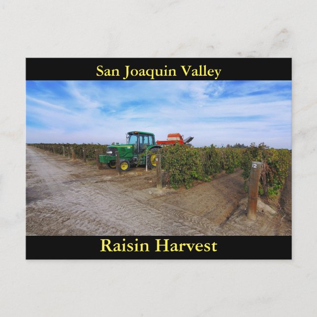 San Joaquin Valley Raisin Harvest Vykort (Framsida)