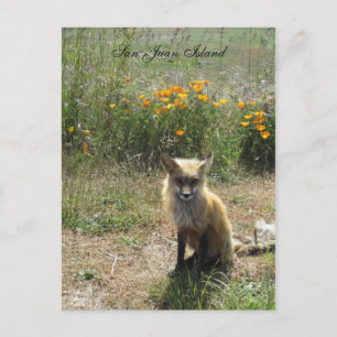 San Juan Island Fox Vykort