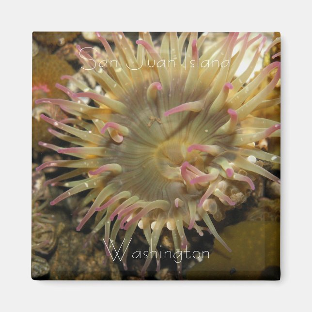 San Juan Island, Washington Magnet (Framsidan)