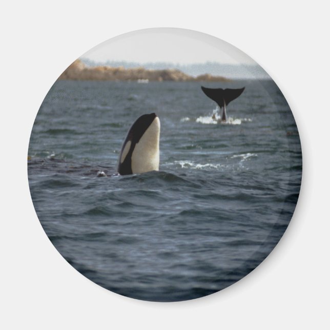 San Juan Whales Magnet (Framsidan)