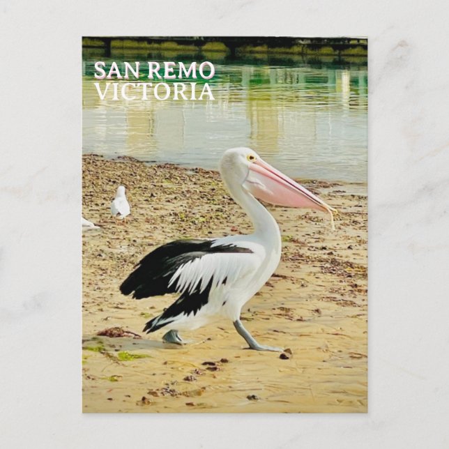 San Remo Pelican, Phillip Island, Victoria Vykort (Framsida)