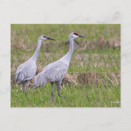 Sand Backe Crane-vykort Vykort