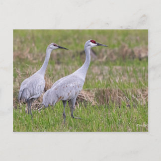 Sand Backe Crane-vykort Vykort