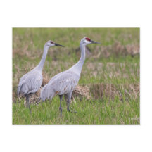 Sand Backe Crane-vykort
