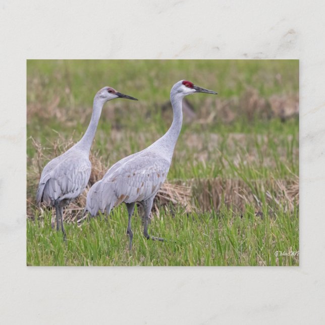Sand Backe Crane-vykort Vykort (Framsida)