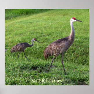 Sand Backe Cranes Poster
