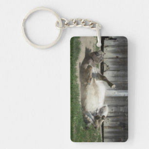 Sand Bathing Donkey