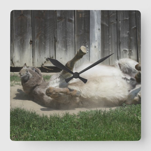 Sand Bathing Donkey Fyrkantig Klocka (Framsida)