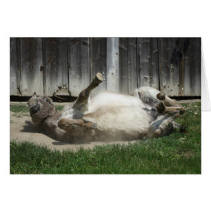 Sand Bathing Donkey Hälsningskort