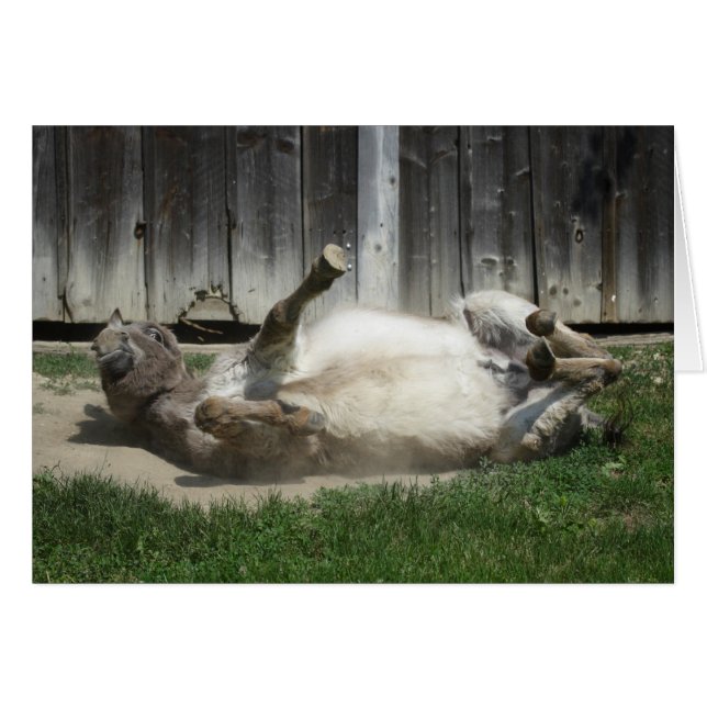 Sand Bathing Donkey Hälsningskort (Framsidan Horizontal)
