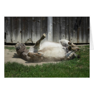 Sand Bathing Donkey OBS Kort