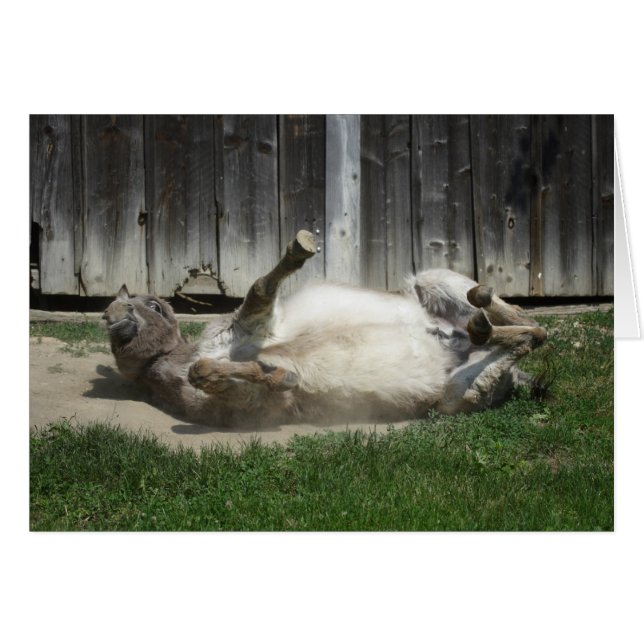 Sand Bathing Donkey OBS Kort (Framsidan Horizontal)