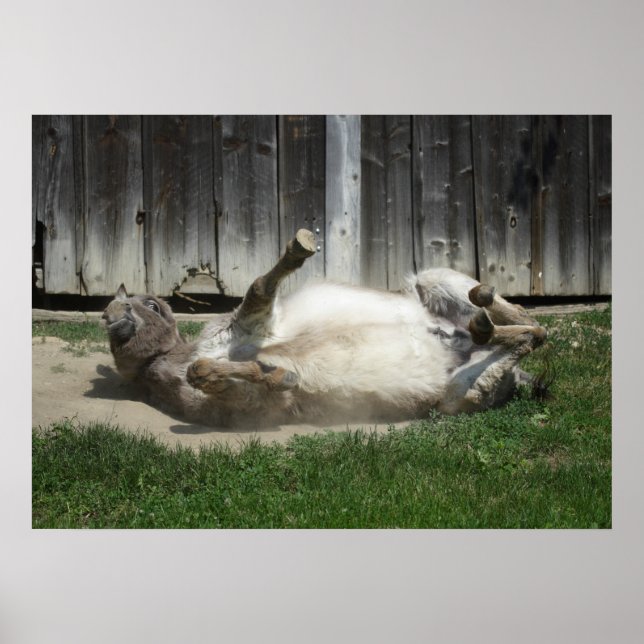 Sand Bathing Donkey Poster (Framsidan)