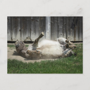 Sand Bathing Donkey Vykort