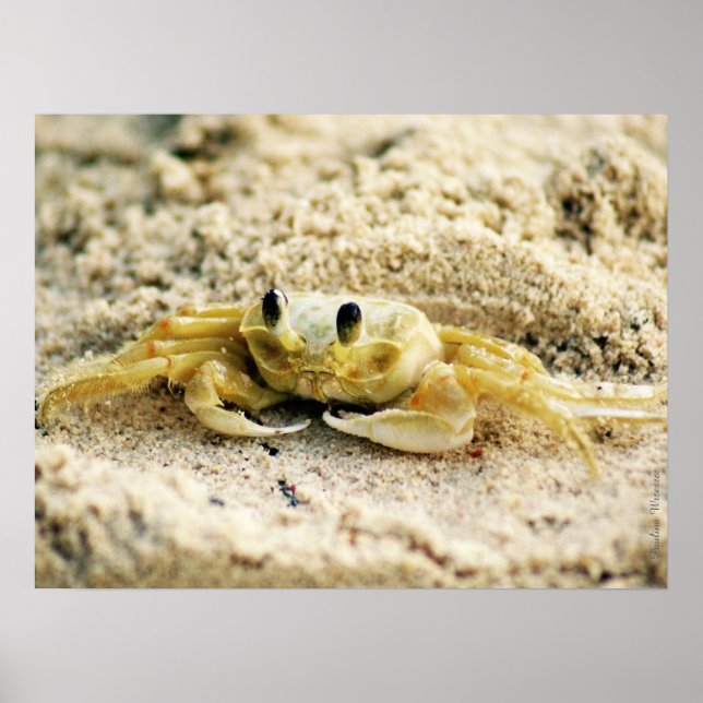 Sand Crab, Curacao, Caribbean islands, 24x18 Photo Poster (Framsidan)