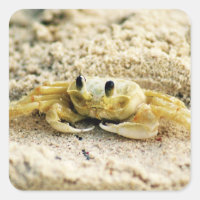 Sand Crab, Curacao, Västindien, Photo